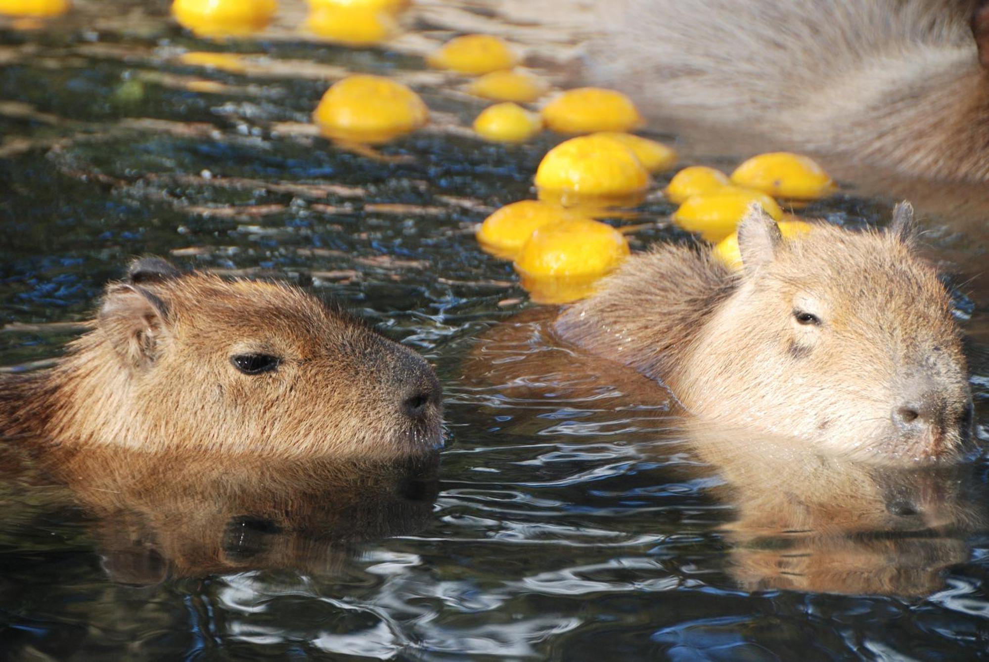 Hotel Associa Toyohashi Exterior foto Capybara