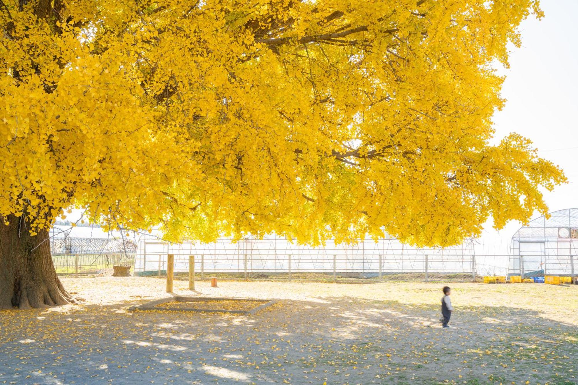 Hotel Associa Toyohashi Exterior foto Ginkgo tree in autumn